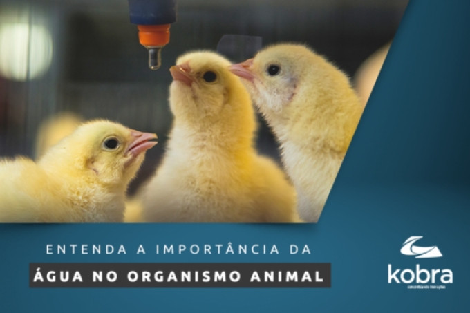 Entenda a importância da água no organismo animal