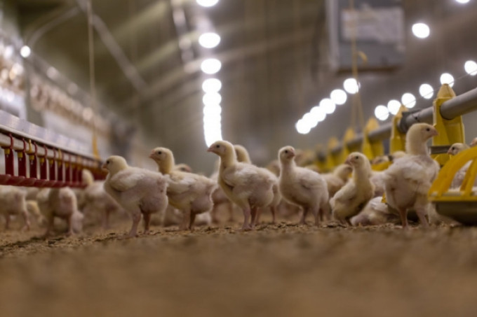 Conheça os principais fatores que proporcionam bem-estar para as aves