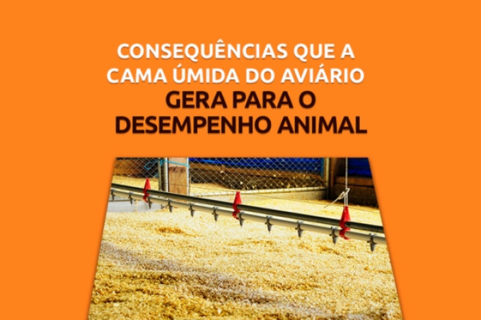 Consequência que a cama úmida do aviário gera para o desempenho animal