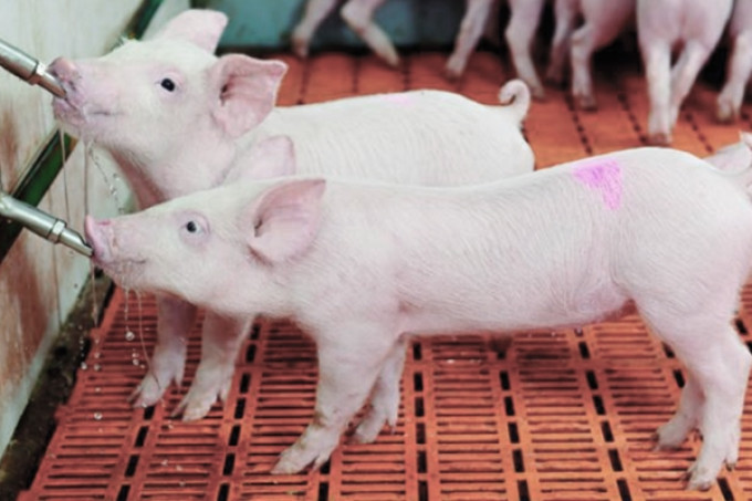 Corrosividade e dureza da água