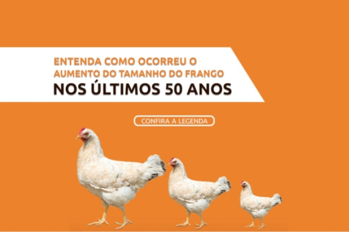 Entenda como ocorreu o aumento do tamanho frango nos últimos 50 anos